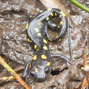 spotted salamander